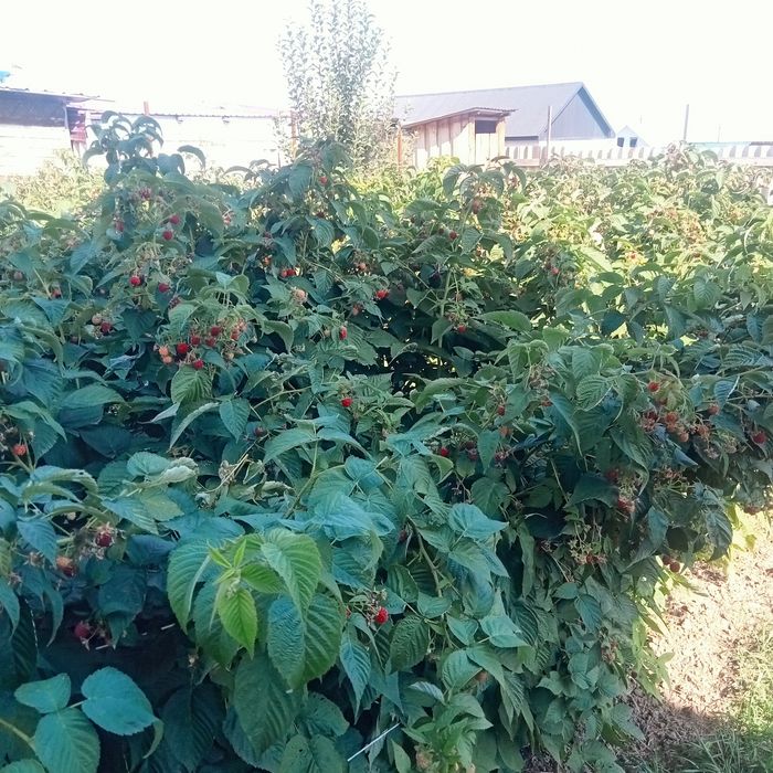 Малина саженцы  бабые лето