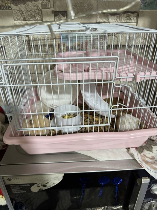 хамичеклар сотилади кафаси билан