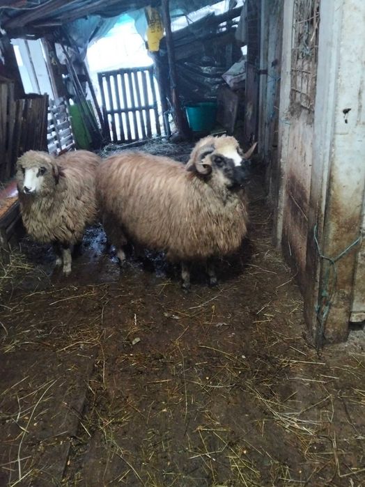 Vând 6 noatine și un berbecuț breaz