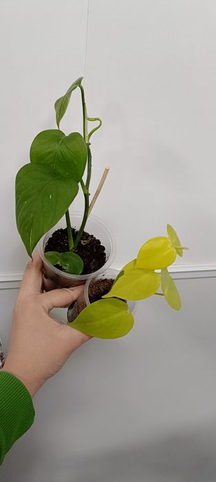 В наличии цветочки по 1000 тенге