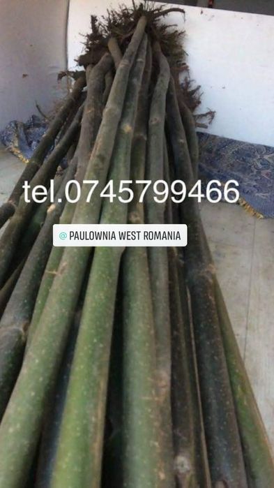 Trimitem în țară copăcei și butași Paulownia,creștere rapidă 3-5m/an