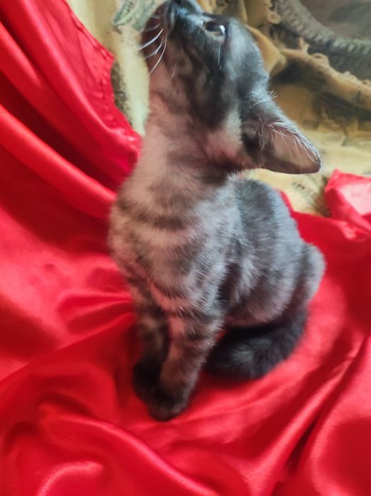 Котенок шотланка