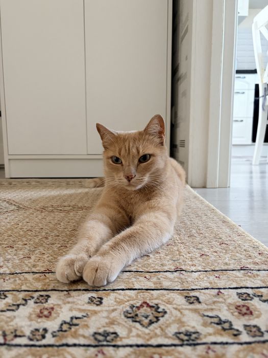 Рыжий Кот ищет дом
