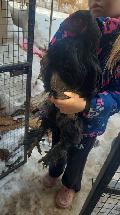 Кохинхин продам срочно