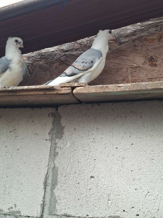 Porumbei volga, satineti si rotati de vanzare