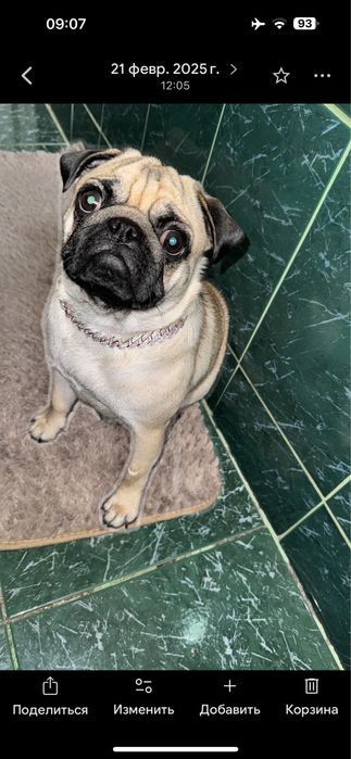 Вязка мопс документами