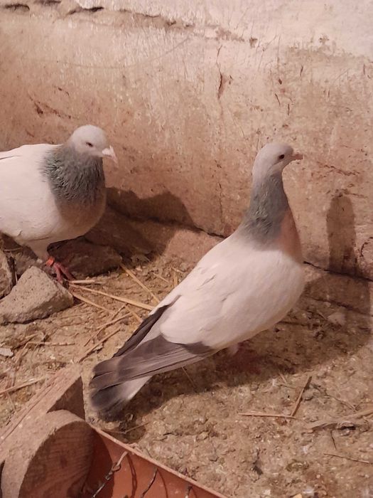 Porumbei Ciocârlie de Coburg