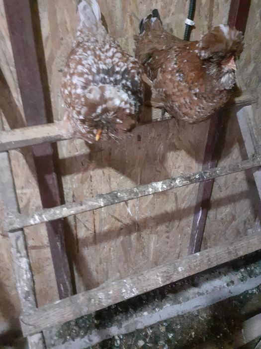 Vând ouă gaini din imagine