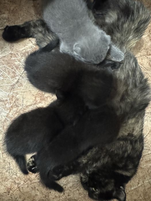 Продаются замечательные котята