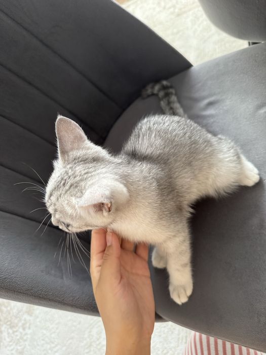 Продам котенка скоттиш страйт