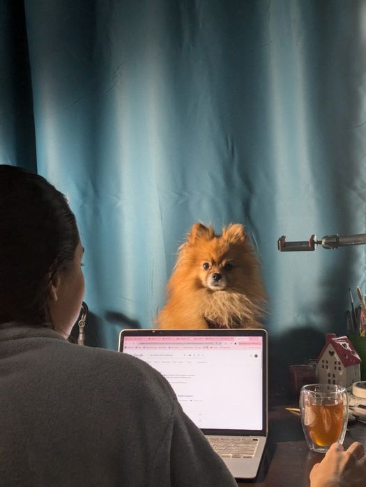 Шпиц ищет невесту, вязка.