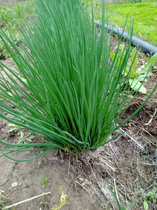 Продам лук многолетний