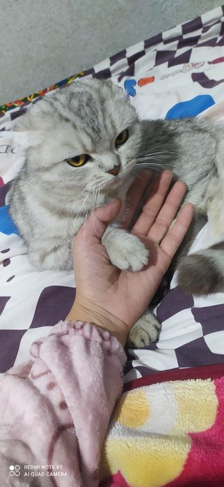 qiz mushuk sotiladi skotish fold