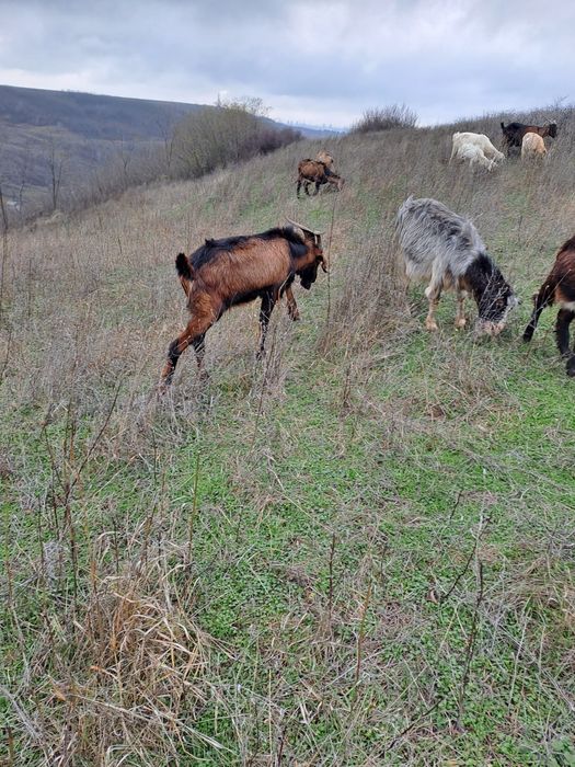 Vând capre gestante.