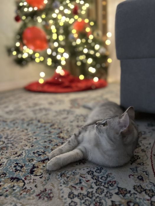 Котенок британец