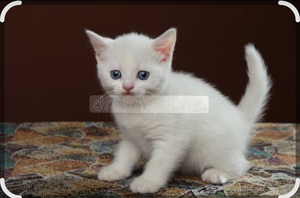Белый мальчик котенок