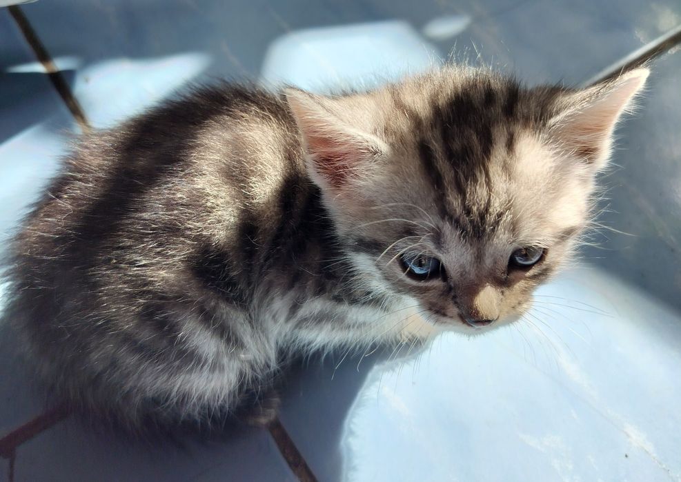СРОЧНО!! Отдам котят в добрые руки!!