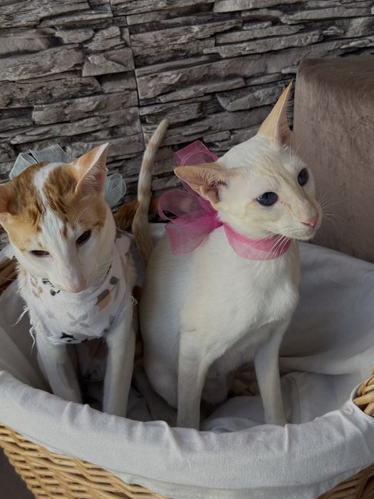 Ориентальные котята