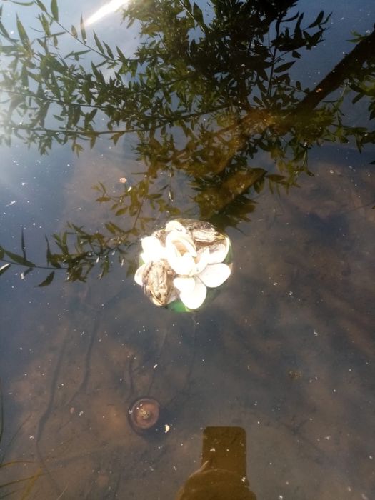 Продается дача 1-ая дачная