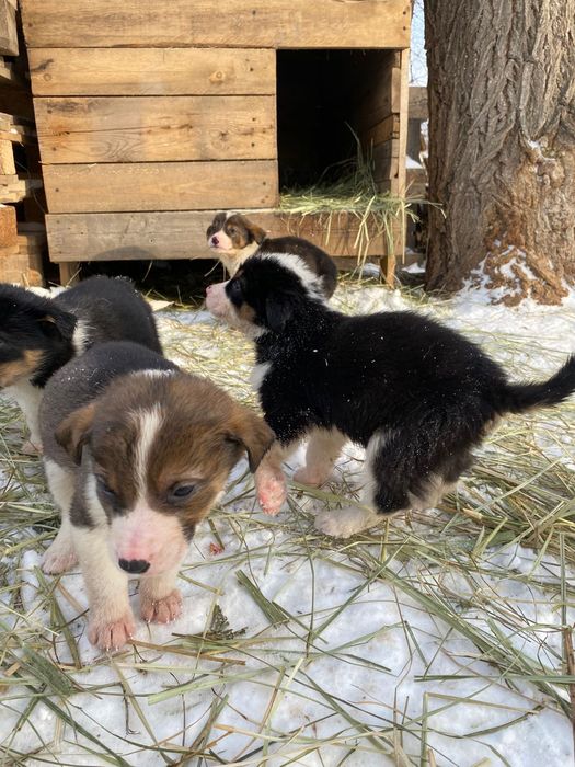 Продам здоровых щенков