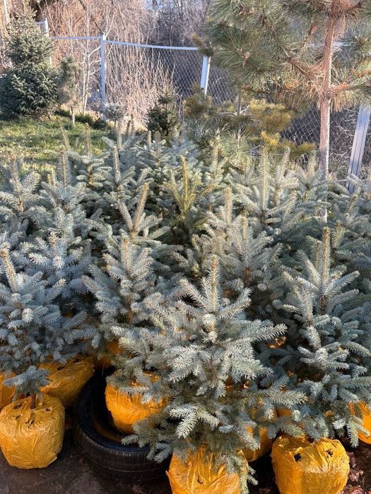 Ёлки голубые 60-80см