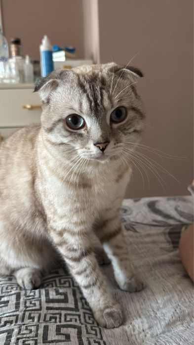 Шотландский вислоухий Кот