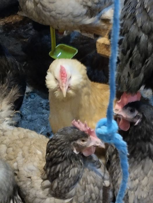 Gaini de rasa si pui curcubeu