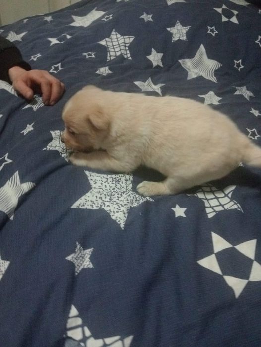 В добрые руки отдам щенят