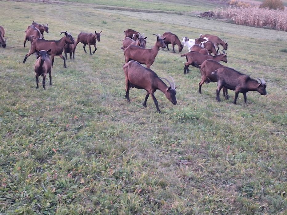 Capre tinere de vânzare
