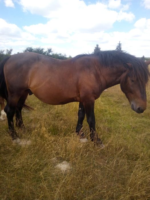 Vand 3 cai sau schimb si cu oi