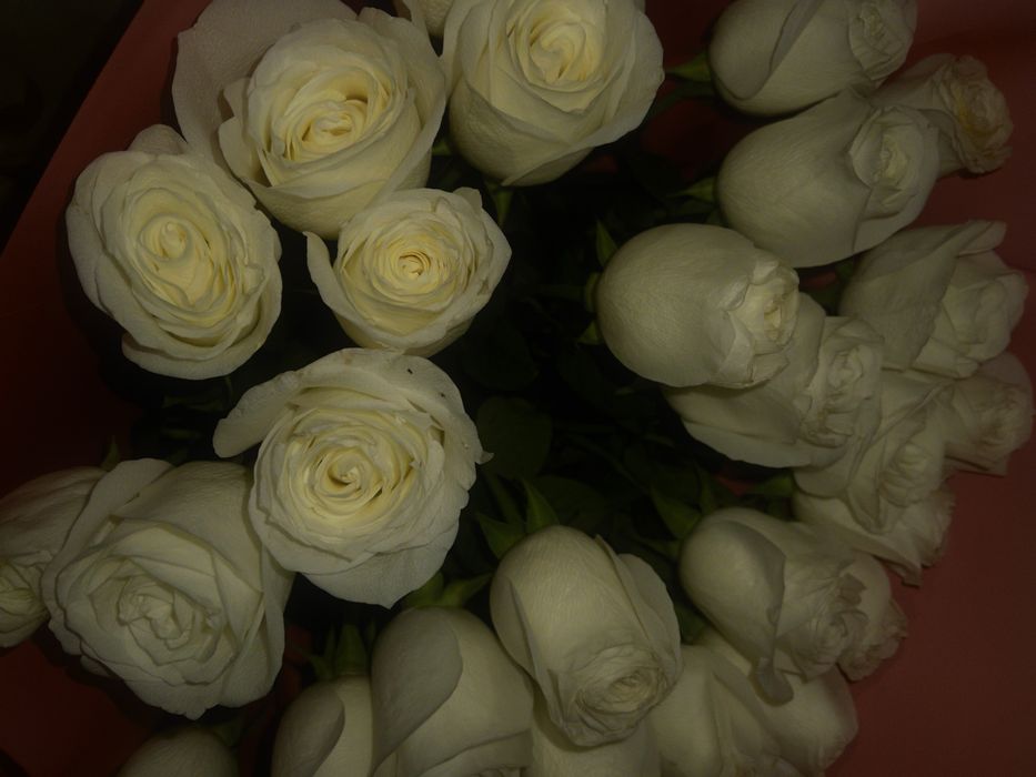 Белые розы свежие