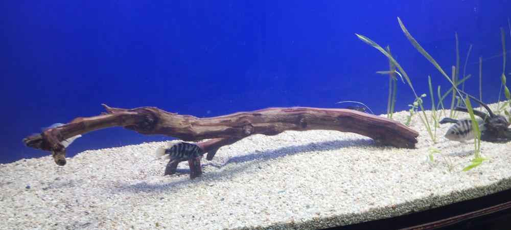 Продается когряга