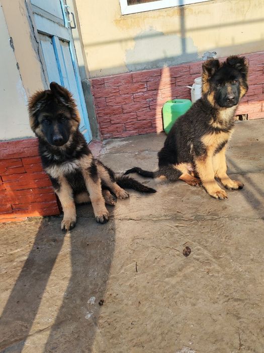 Чистокровные немецкие овчарки