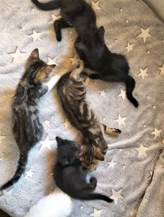 Котята бесплатно!!