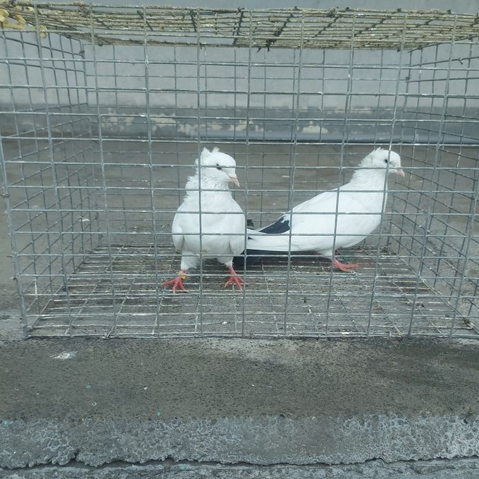 Чернахвость чубати бровястый