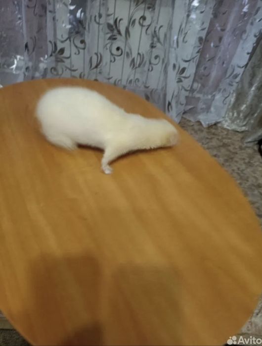 домашний хорекла сотилади