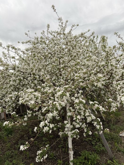 Продам дачу в обществе Дархан