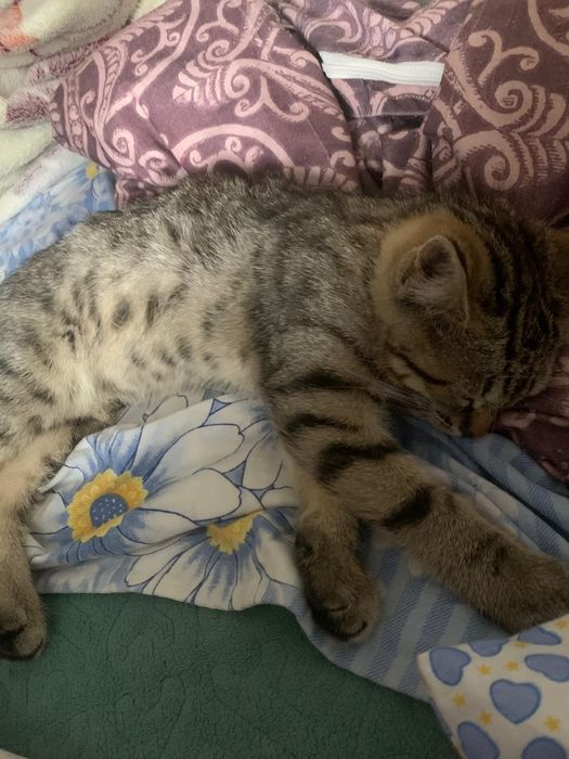 Домашний Котенок