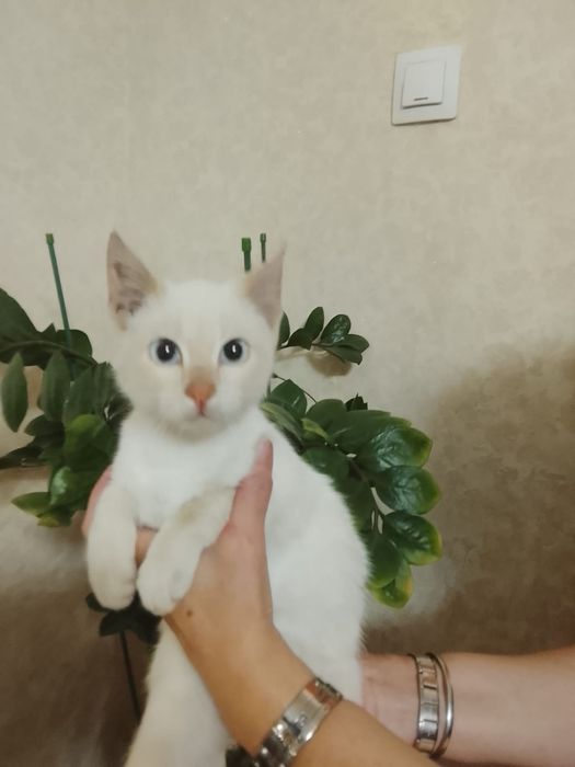 Отдам котенка в добрые руки