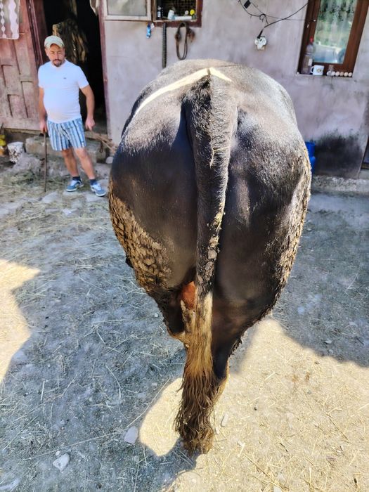 Taur de  vânzare