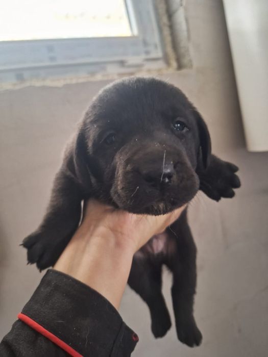 Щенки помесь с лабрадором