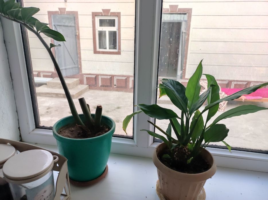 Домашные цветы сатылады