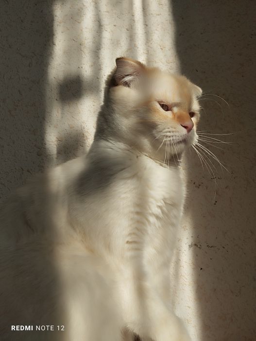 Scottish fold cat