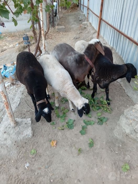 Bugʻoz quylar qoʻchqor barlar sotildi