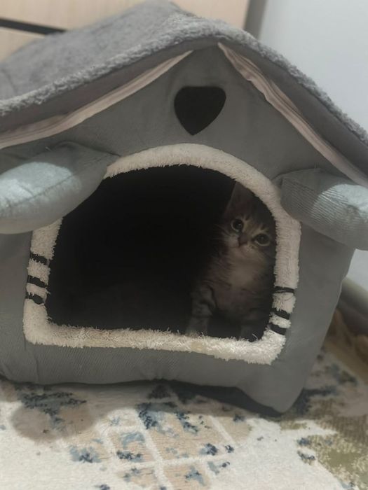 Отдам котенка в хорошие руки