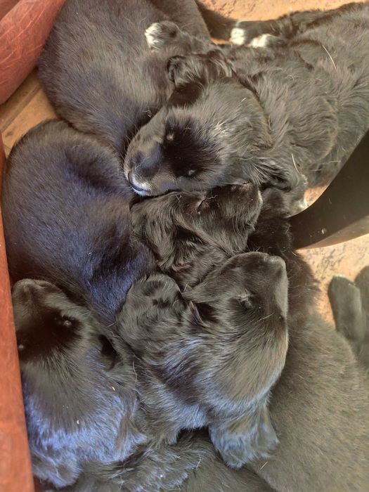 Подаряват се на грижовни стопани!