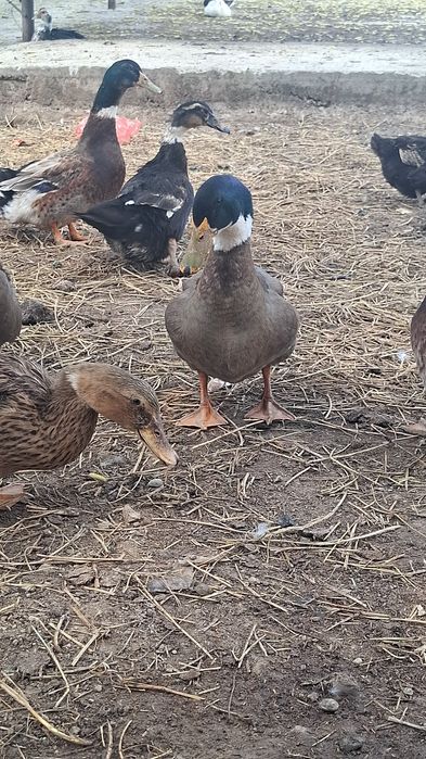 Продам Утка башкирская пекинская