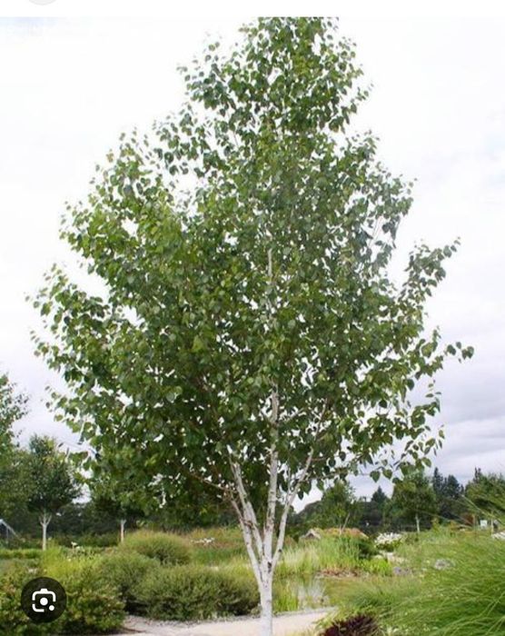 Продаётся российская берёза