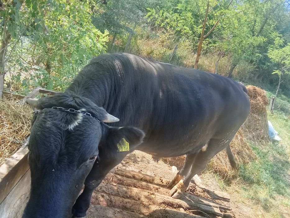 Taur angus de vânzare
