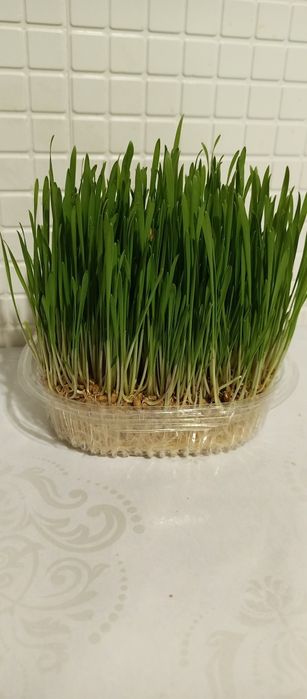 трава для кошек, птиц, собак